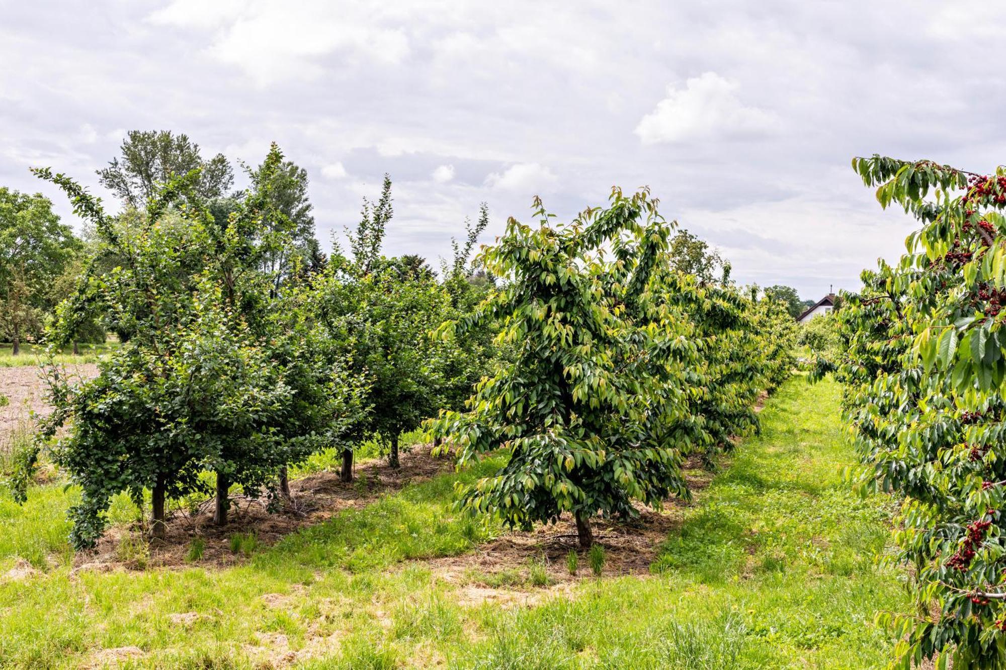 Ferienwohnung Im Obstgarten Ihringen Exteriör bild